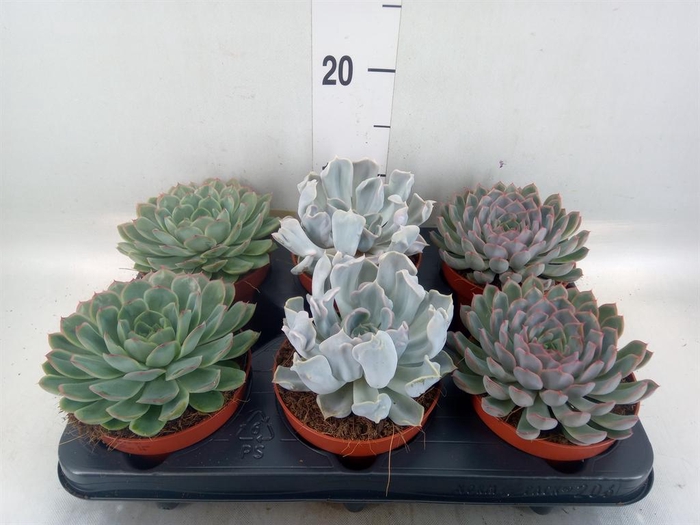 <h4>Echeveria   ...mix</h4>