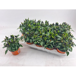 Capsicum Dark Orange