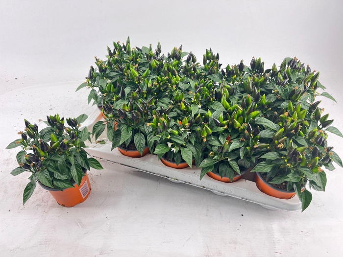 <h4>Capsicum Dark Orange</h4>