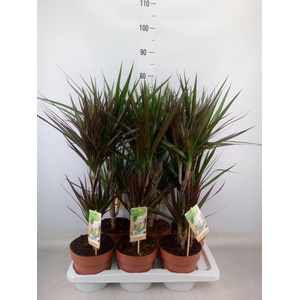 Dracaena   ...mix