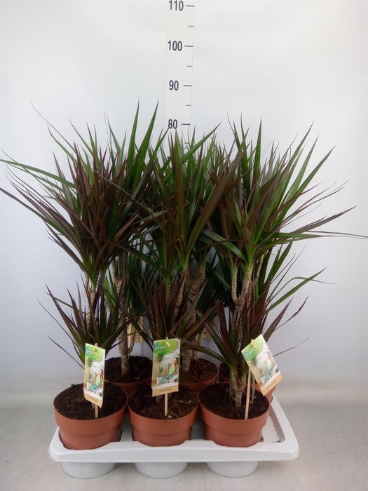 <h4>Dracaena ...mix</h4>