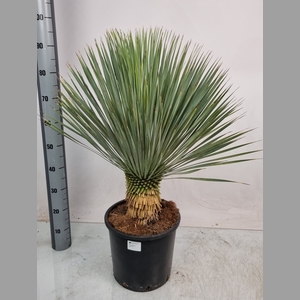 YUC ROSTRATA