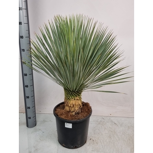 YUC ROSTRATA