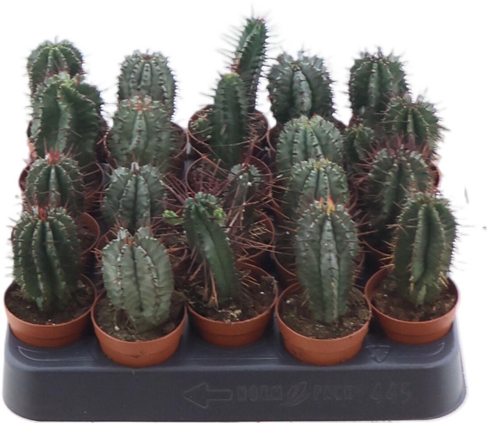 <h4>Euphorbia Gemengd</h4>