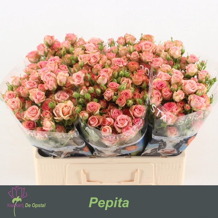 <h4>R tr Pepita</h4>