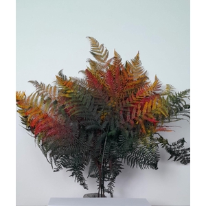 GESTABILISEERD VAREN HERFSTMIX