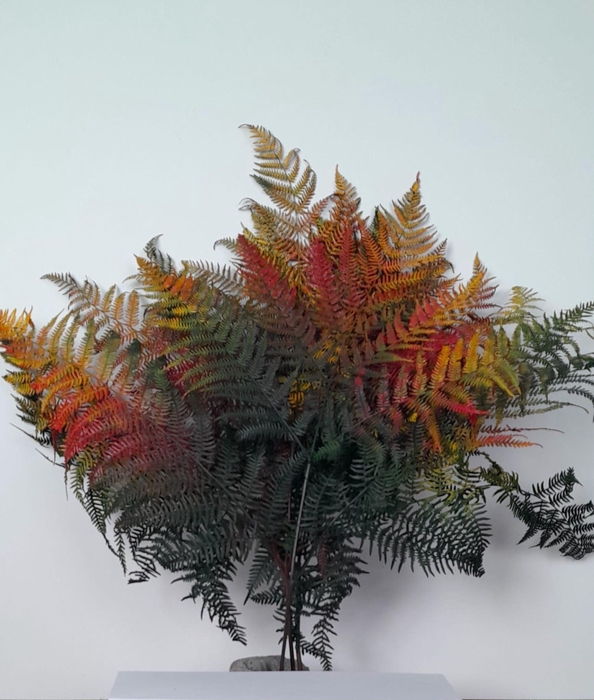 <h4>GESTABILISEERD VAREN HERFSTMIX</h4>