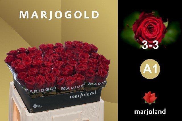 <h4>Rosa large red naomi!</h4>