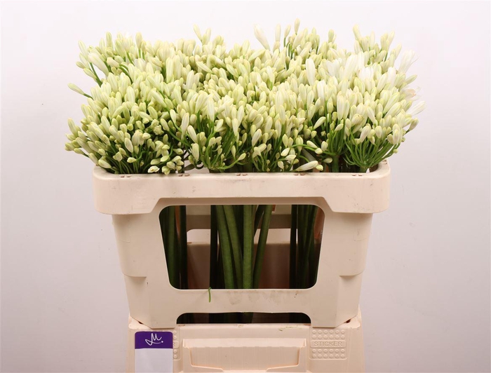 <h4>Agap Gletsjer</h4>