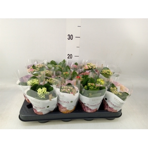 Kalanchoe blos. 'RoyalDon'   ..mix