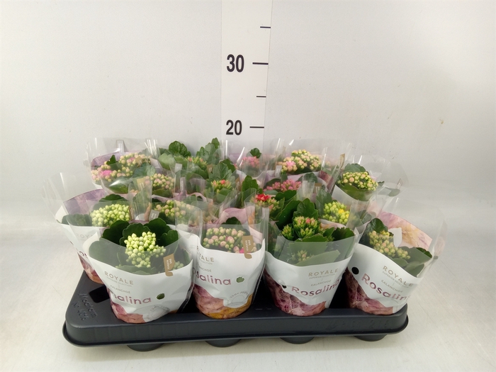 <h4>Kalanchoe blos. 'RoyalDon'   ..mix</h4>