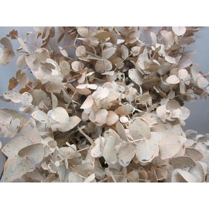Euc Cinerea Zalm