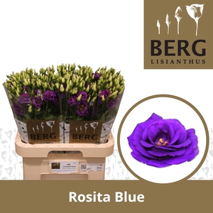 Lisianthus Rosita Blue