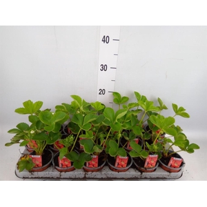 Fragaria ananassa 'Elsanta'
