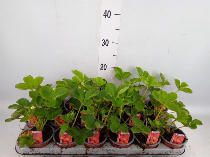 <h4>Fragaria ananassa 'Elsanta'</h4>