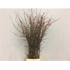 Chaenomeles Japonica Rood