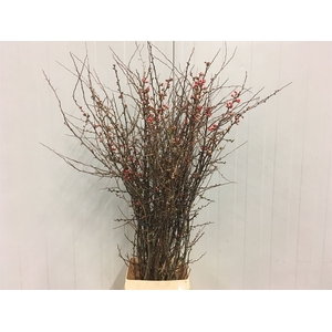 Chaenomeles Japonica Rood