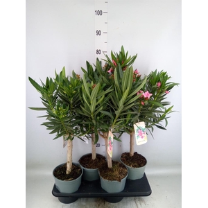 Nerium oleander   ...