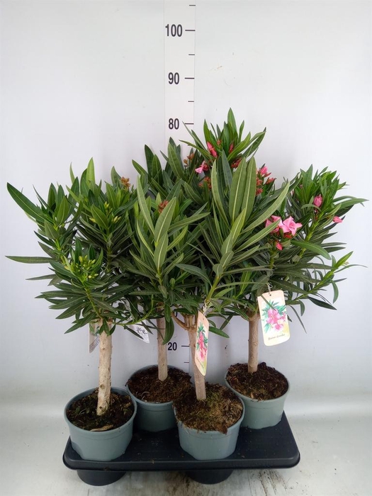 <h4>Nerium oleander   ...</h4>