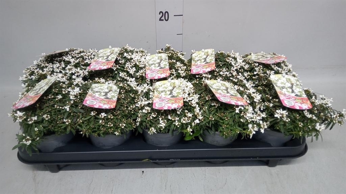 <h4>Iberis semp.</h4>