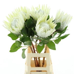 PROTEA CY AYOBA A IC