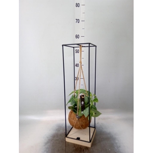 Arr.    Planten  H%
