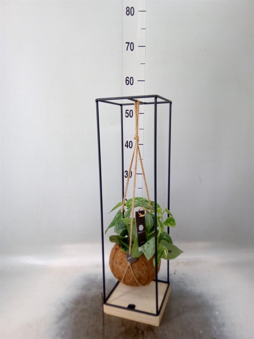 <h4>Arr.    Planten  H%</h4>