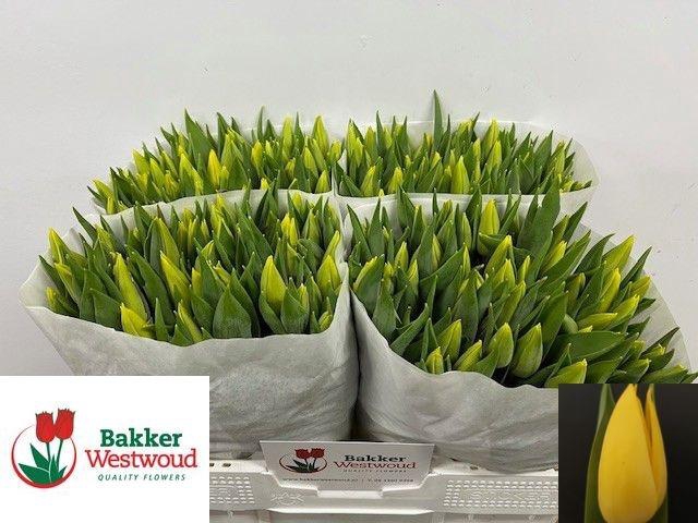 <h4>TU EN STRONG GOLD</h4>