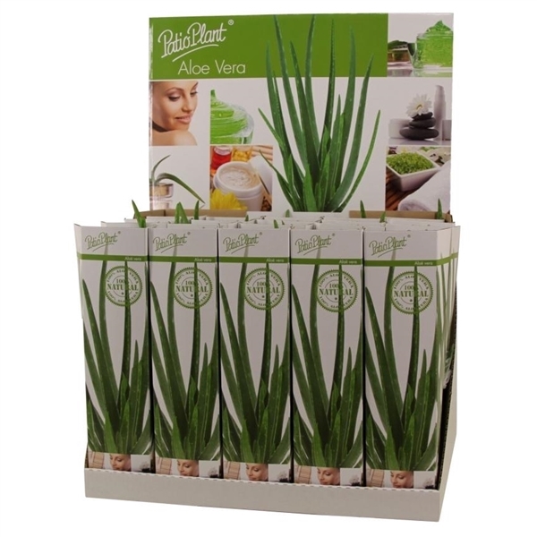 <h4>Aloe vera</h4>