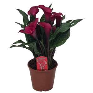 Zantedeschia Tokio