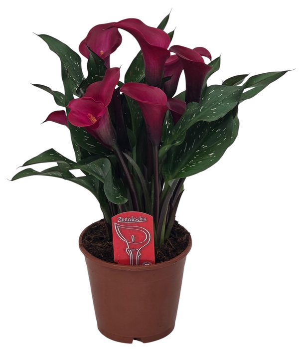 <h4>Zantedeschia Tokio</h4>