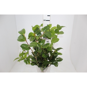 FOLHAGEM CAMELIA
