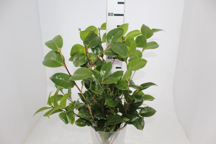 <h4>FOLHAGEM CAMELIA</h4>