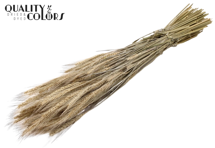 <h4>Triticale per bunch Frosted White</h4>