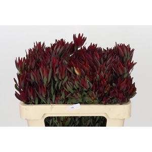 Leucadendron Blush Spray