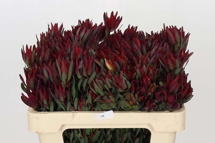 <h4>Leucadendron Blush Spray</h4>