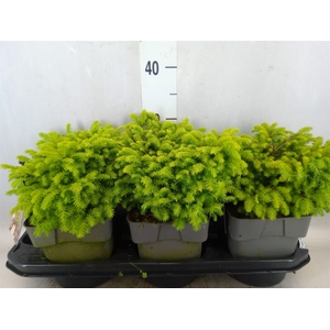 Picea abies 'Little Gem'