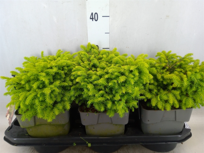 <h4>Picea abies 'Little Gem'</h4>