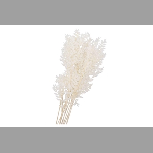 Dry Bleached Ruscus 80x15cm