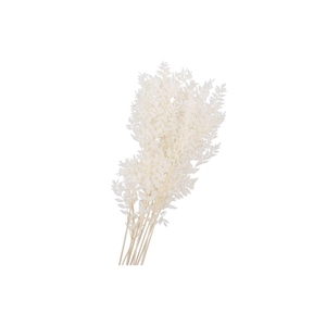 Dry Bleached Ruscus 80x15cm
