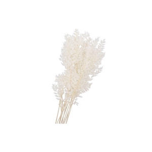 Dry Bleached Ruscus 80x15cm
