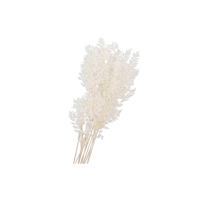 <h4>Dry Bleached Ruscus 80x15cm</h4>