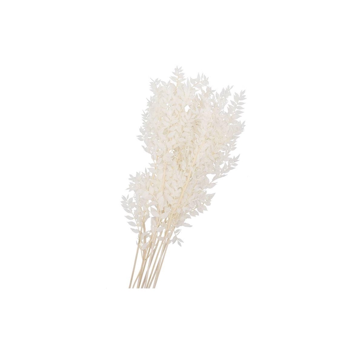 <h4>Dry Bleached Ruscus 80x15cm</h4>