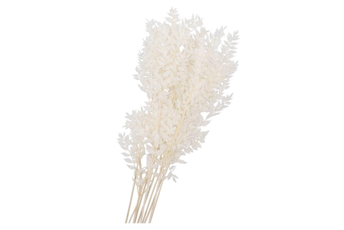 <h4>Dry Bleached Ruscus 80x15cm</h4>