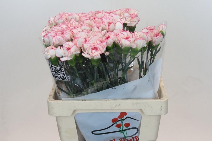 <h4>DI ST TICO TICO</h4>