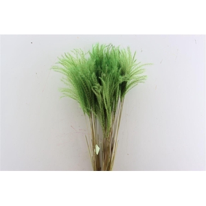 Dried Stipa Feather Apple Green P Stem
