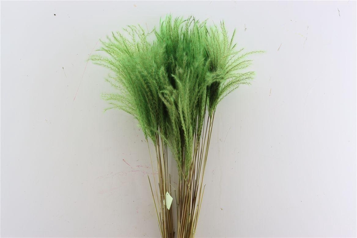 <h4>Dried Stipa Feather Apple Green P Stem</h4>