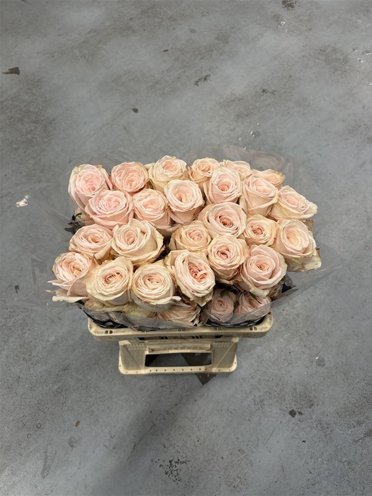 <h4>R GR Mademoiselle</h4>