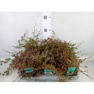 Selaginella uncinata 'Peacock'