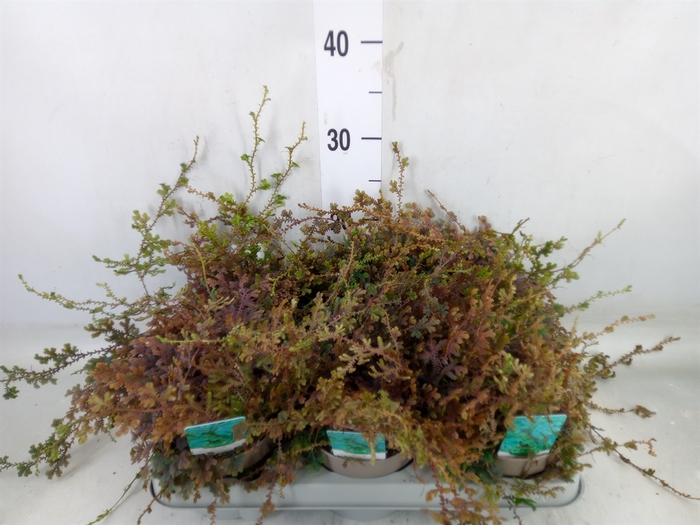 <h4>Selaginella uncinata 'Peacock'</h4>